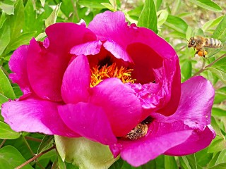 Rätsel «Peony and bee»