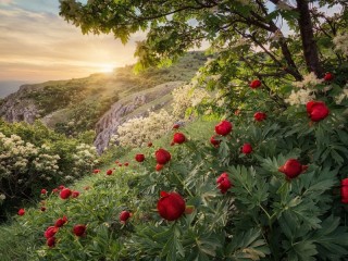 Jigsaw Puzzle «Peonies on a shore»