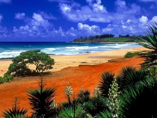 Пазл «Пляж тропики»