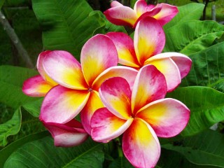 Bulmaca «Plumeria»