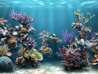 Jigsaw Puzzle «Under the water»