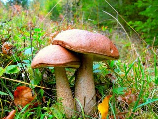 パズル «Boletus»