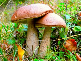 パズル «Boletus»