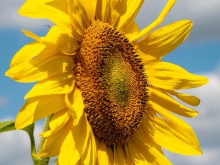 Bulmaca «Sunflower»