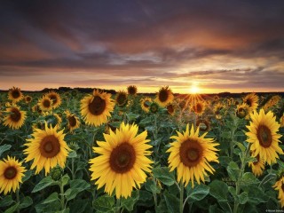 Пазл «Sunflowers»