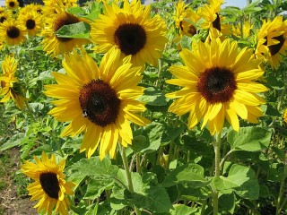 Bulmaca «Sunflowers»