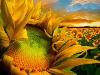 パズル «sunflowers»