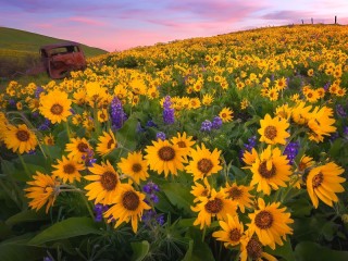 Jigsaw Puzzle «Sunflowers and lupins»