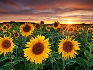 Пазл «Sunflowers at sunset»