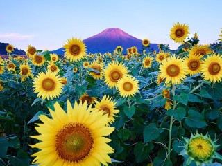 Jigsaw Puzzle «Sunflowers at the mountain»