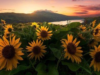 Rompecabezas «Sunflowers in the mountains»