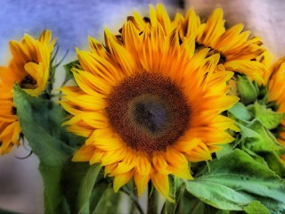 Rompecabezas «Sunflowers»