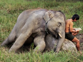 Пазл «Мальчик и слоненок»
