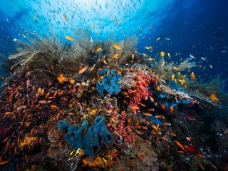 Jigsaw Puzzle «Underwater world»