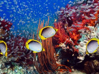 Slagalica «Underwater world»