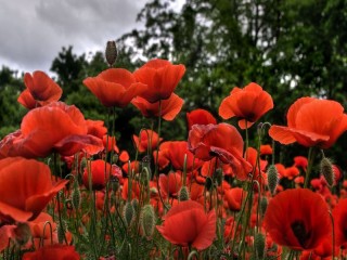 Jigsaw Puzzle «Field of poppies»