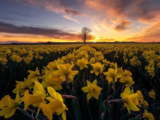Quebra-cabeça «Field of daffodils»
