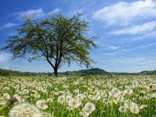 Slagalica «dandelion field»