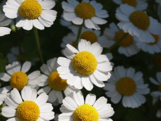 Bulmaca «Field of daisies»