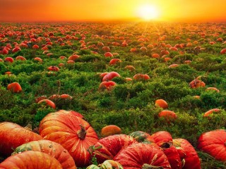 Slagalica «Pumpkin field»