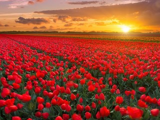 Пазл «Field of tulips»