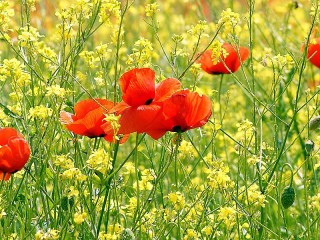 Jigsaw Puzzle «Field poppies»