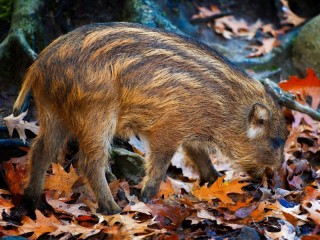 Jigsaw Puzzle «striped pig»