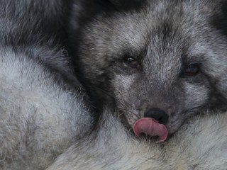 Slagalica «polar fox»