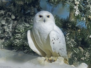 Quebra-cabeça «Snowy owl»