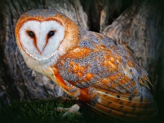 Пазл «Barn owl»