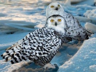 Пазл «Polar owls»