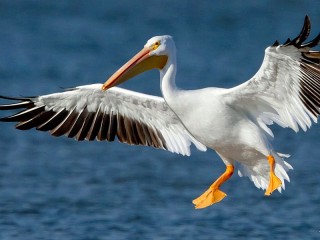 Zagadka «Flight of the Pelican»