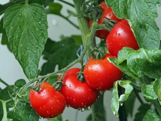 Puzzle «Tomatoes»