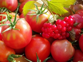Jigsaw Puzzle «Tomatoes and viburnum»