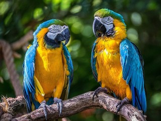 Jigsaw Puzzle «parrots»