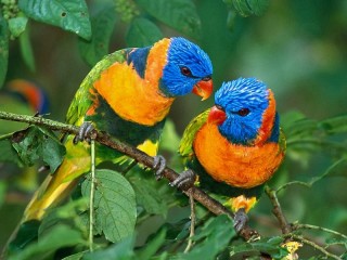 Rompicapo «Parrots»