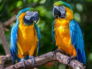 Rompecabezas «Macaw parrots»
