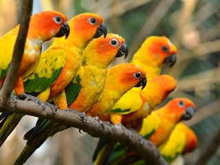 Пазл «Parrots sitting»