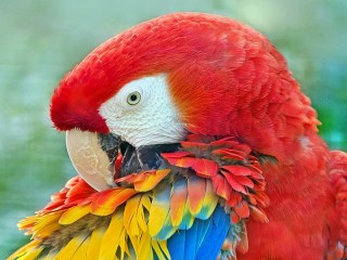 Bulmaca «Parrot»