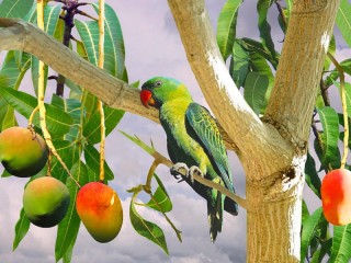 Jigsaw Puzzle «parrot and mango»