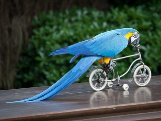Rompecabezas «Parrot on bike»