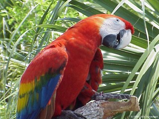 Slagalica «Parrot»