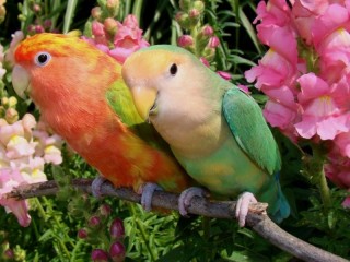 Bulmaca «Parrots»