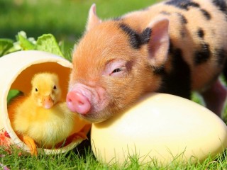 Puzzle «Piglet and duckling»