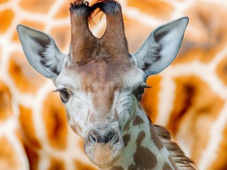 Пазл «Портрет жирафа»