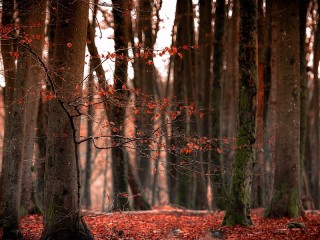 Слагалица «Late fall»