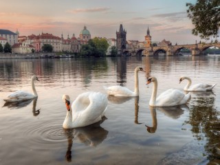 Rompecabezas «Prague swans»