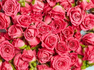 Пазл «Прекрасные розы»