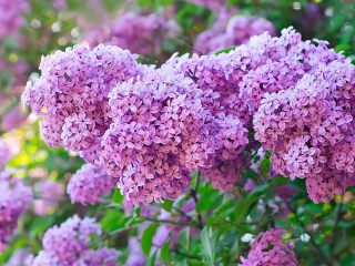 Пазл «Excellent lilac»