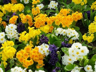 Jigsaw Puzzle «Primroses and hyacinths»